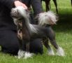 Golddust Tonka Toyz At Tri-Cas Chinese Crested