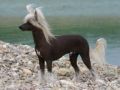 Family Song's Hopkirklachesis Chinese Crested