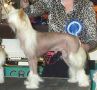 Blandora Carbon Copy Chinese Crested