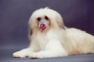 Jacqueline Joop od Zlate Samanty Chinese Crested