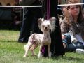 Butterfly Kisses Diamond Place Chinese Crested