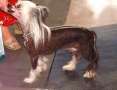 Jhanchi Jumping Jack Flash Chinese Crested