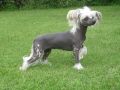 Beddi's Bellissima Blue Chinese Crested