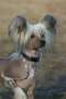 Better Be True of Angel's Legacy Chinese Crested