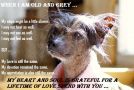 Blue Crest's Karate Kid Chinese Crested