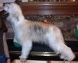 Meesah's Magic Mist Chinese Crested
