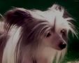 Hairicane V Topshelf Pony Boy Chinese Crested