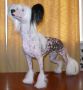 Klimena the First in All Chinese Crested