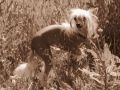 Douglas Chinese Crested