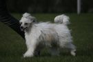 Zhannel's Gypsy Rose Chinese Crested