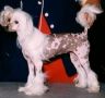 X O's Sunday Surprise Chinese Crested