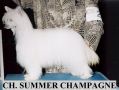 Tamarlane's Summer Champagne Chinese Crested