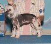 Silver Bluff Princess Diana Chinese Crested