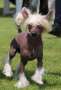Ch Little Dog Of Dream Johnny Deep Chinese Crested