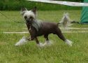 Local Hero's Best Gift Ever Chinese Crested