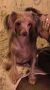 Raven's Misty Smidge Of Chocolate Chinese Crested