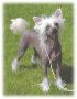 Crestars All The Right Moves HL Chinese Crested