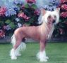 Shida Tommy Terrific Chinese Crested
