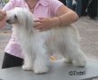 Chattanooga's Rattle And Roll Chinese Crested