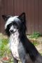Lanart Dunhill Ksolo Club Chinese Crested