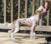 Crestyle Meet The Press HL  Chinese Crested