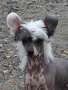 Twice As Nice Bare With Me Chinese Crested