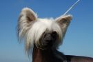 Local Hero's Fabian Chinese Crested