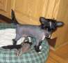 Jewels Good Night Dreamer Chinese Crested