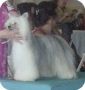 Stratford's Tails And Tux Chinese Crested