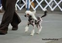 Hi-Life's Sirius Image of the Sun at Zen Chinese Crested