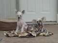 ICF Chewbacca Chinese Crested