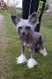 Mewtwo's jazz Chinese Crested