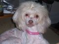 Seven Seas Rare As Rubies Chinese Crested