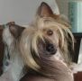Bayshore's Toupee of Llynraven Chinese Crested