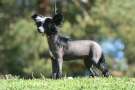 Smedbys Frangelico Chinese Crested