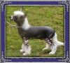 Sherabill Think Big Chinese Crested