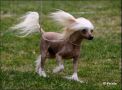 Sippelins I Do It My Way Chinese Crested