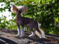 Maximilla's A Heart To Remember Chinese Crested