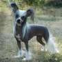 Tournais X-Tra X-Tra Chinese Crested