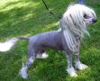 Chinese Pearl Beauty Mozart Chinese Crested