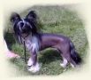 Sandfield's Bullet Proof Chinese Crested