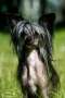 Talentine Garden Roses Chinese Crested