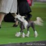 Godiva Little Champs Chinese Crested