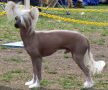 D'nude's Rev Me Up Chinese Crested