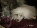 Irimen Orchid Vayld Flauer Chinese Crested