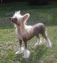 Hibacka's Amazing Adventure Chinese Crested
