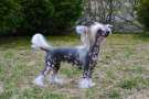 Jamming's Candy Street Chinese Crested