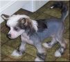 Sea Fire's Ebony Chinese Crested