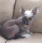 Badgercrest's Fancy Chinese Crested
