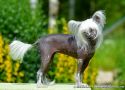 Old Chum's Hotchilipepper Chinese Crested